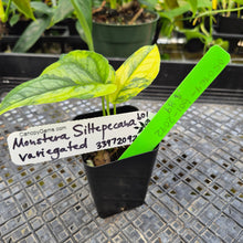 Load image into Gallery viewer, Monstera Siltepecana, Exact Plant Variegated Ships Nationwide
