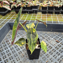 Load image into Gallery viewer, Alocasia Sedenii Aurea Variegated exact plant, Fedex 2day*
