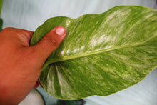 Load image into Gallery viewer, Variegated Philodendron Giganteum Blizzard Exact Plant Ships nationwide
