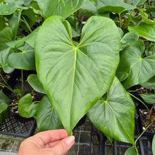 Load image into Gallery viewer, Anthurium Faustomirandae, Faustino'S Giant 4" pot, Fedex 2day*
