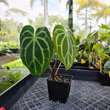 Load image into Gallery viewer, Anthurium Magnificum X Red Crystalinum, Exact Plant Ships Nationwide
