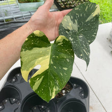 Load image into Gallery viewer, Monstera Deliciosa Creme Brulee variegated exact plant, Fedex 2day*
