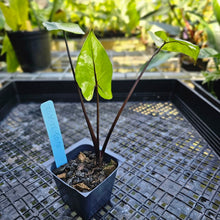 Load image into Gallery viewer, Alocasia Macrorhizza Black Stem, Exact Plant Variegated
