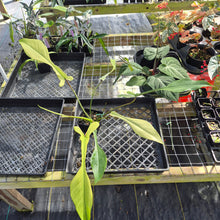 Load image into Gallery viewer, Philodendron Joepii Mint, Variegated, Exact Plant Ships Nationwide
