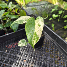 Load image into Gallery viewer, Monstera Deliciosa White Monster , Exact Plant Variegated Ships Nationwide
