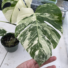 Load image into Gallery viewer, Monstera Borsigiana Albo Deliciosa Variegated exact plant, Fedex 2day*
