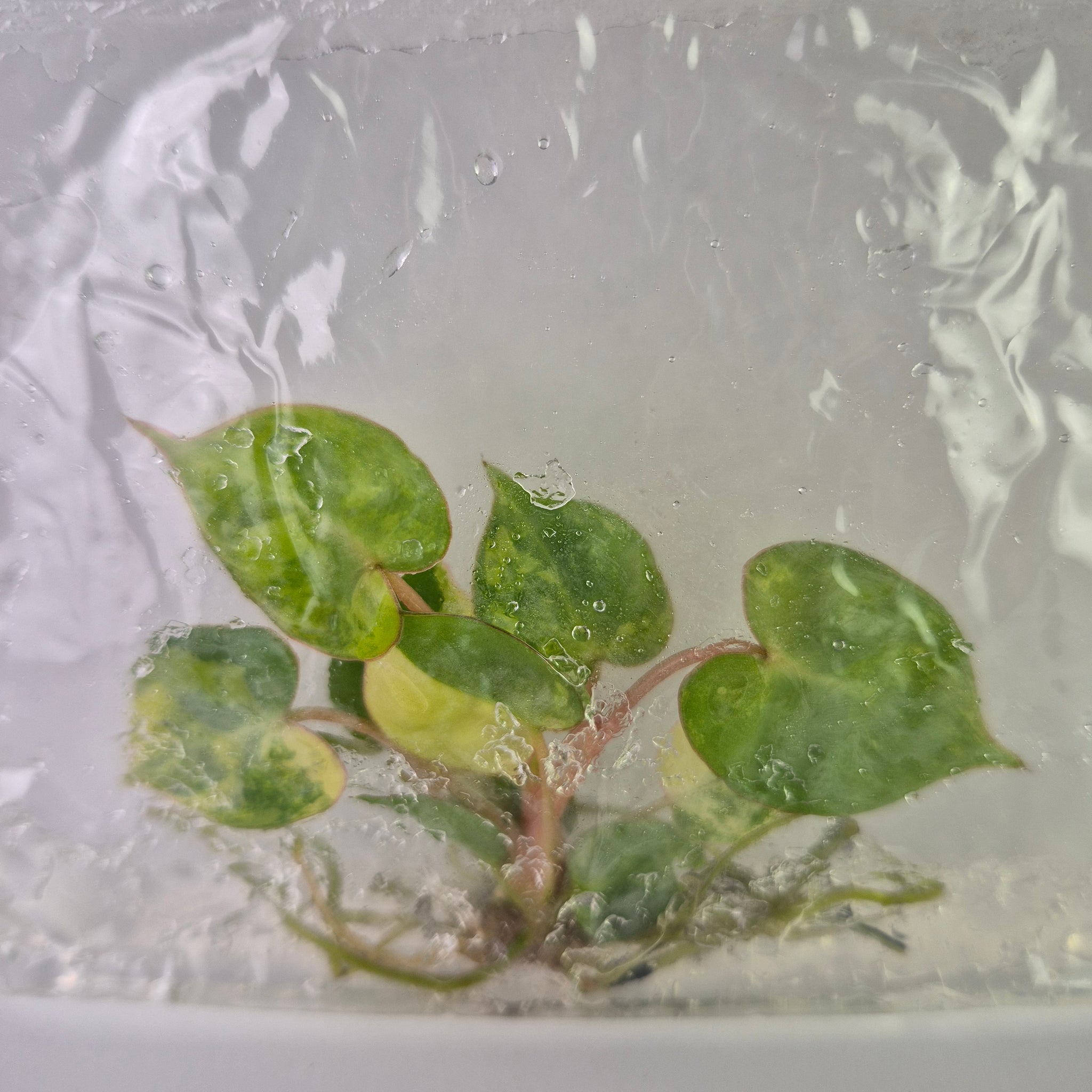 philodendron billietiae variegated tissue culture Philodendron Billietiae variegated tissue culture 2DayAir – Canopy Gems