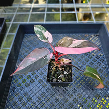 Load image into Gallery viewer, Philodendron Pink Princess Galaxy, Exact Plant Variegated
