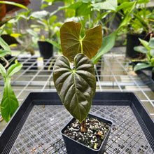 Load image into Gallery viewer, Anthurium Moodeanum, Exact Plant
