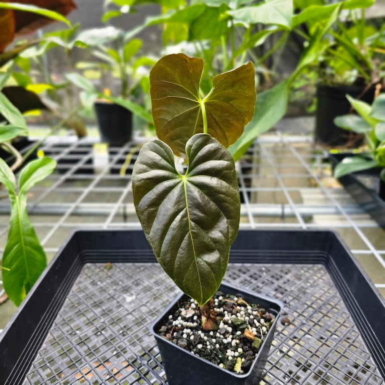 Anthurium Moodeanum, Exact Plant