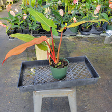 Load image into Gallery viewer, Philodendron Orange Marmalade, Exact Plant Ships Nationwide
