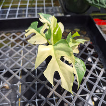 Load image into Gallery viewer, Rhaphidophora Tetrasperma Albo, Exact Plant Variegated Ships Nationwide
