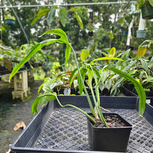 Load image into Gallery viewer, Philodendron Holtonianum, Exact Plant
