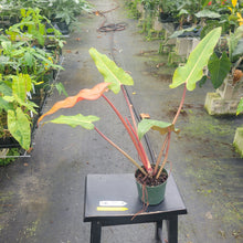 Load image into Gallery viewer, Philodendron Orange Marmalade, Exact Plant Ships Nationwide
