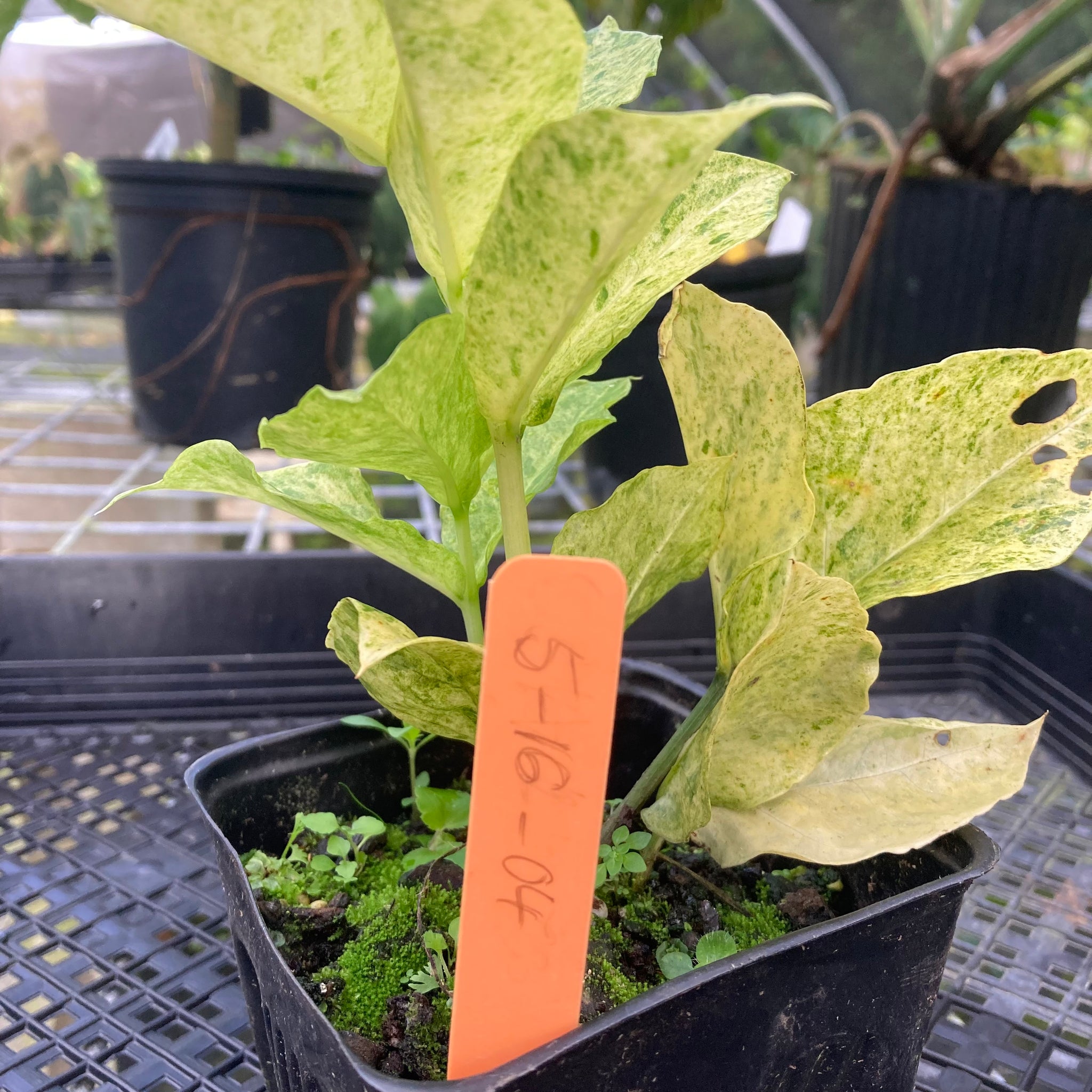 Zamioculcas Zamiifolia Wild Form ZZ, Exact Plant Variegated