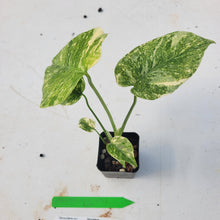 Load image into Gallery viewer, Monstera deliciosa green snow, Exact Plant Ships Nationwide
