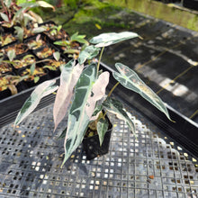Load image into Gallery viewer, Alocasia Bambino Arrow Pink variegated exact plant, Fedex 2day*
