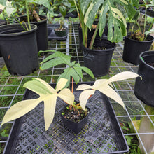 Load image into Gallery viewer, Philodendron Florida Ghost, Exact Plant
