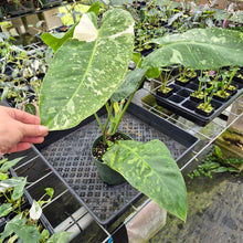 Load image into Gallery viewer, Philodendron Jose Buono Variegated exact plant, Fedex 2day*
