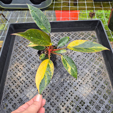 Load image into Gallery viewer, Philodendron Red Congo, Exact Plant Variegated Ships Nationwide
