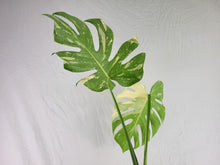 Load image into Gallery viewer, Monstera Thai Constellation, Exact Plant Variegated XL
