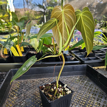 Load image into Gallery viewer, Philodendron Melanochrysum, Exact Plant Ships Nationwide
