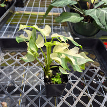 Load image into Gallery viewer, Rhaphidophora Tetrasperma Albo, Exact Plant Variegated Ships Nationwide
