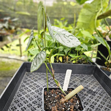 Load image into Gallery viewer, Philodendron Brandtianum, Exact Plant Mature Form Ships Nationwide
