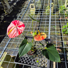 Load image into Gallery viewer, Anthurium Shibori, Exact Plant Variegated
