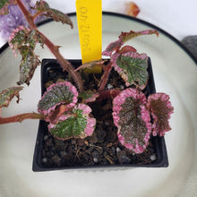 Load image into Gallery viewer, Begonia U012, Exact Plant
