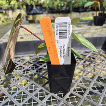 Load image into Gallery viewer, Anthurium doc block red crystallinum, Exact Plant Ships Nationwide
