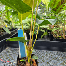 Load image into Gallery viewer, Anthurium Papillilaminum Fort Sherman, Exact Plant Ships Nationwide
