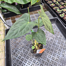 Load image into Gallery viewer, Anthurium Papillilaminum Fort Sherman X Ralph Lynam,Exact Plant Ships Nationwide
