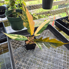 Load image into Gallery viewer, Philodendron Caramel Marble, Exact Plant Variegated Ships Nationwide
