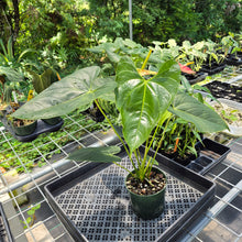 Load image into Gallery viewer, Anthurium Shibori Variegated exact plant, Fedex 2day*
