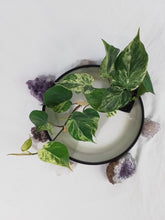 Load image into Gallery viewer, Philodendron Hederaceum, Heart Leaf, Exact Plant Variegated

