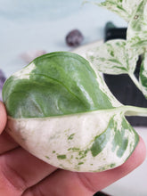 Load image into Gallery viewer, Epipremnum Pinnatum Marble Variegated 4&quot; pot, ships nationwide
