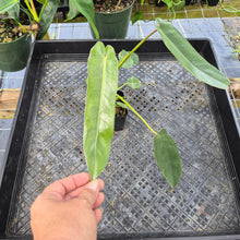Load image into Gallery viewer, Philodendron Spiritus Sancti, Exact Plant Ships Nationwide
