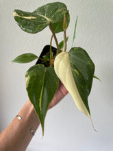 Load image into Gallery viewer, Philodendron Gloriosum Exact Plant Ships nationwide
