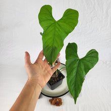 Load image into Gallery viewer, Anthurium Balaoanum &quot;Dussii&quot;, Exact Plant
