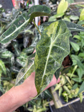 Load image into Gallery viewer, Alocasia Polly Aurea variegated 2.5" pot, Fedex 2day*
