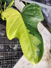 Load image into Gallery viewer, Philodendron Bipennifolium, Exact Plant Variegated Ships Nationwide
