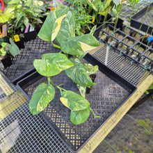 Load image into Gallery viewer, Monstera Lechleriana , Exact Plant Variegated Ships Nationwide

