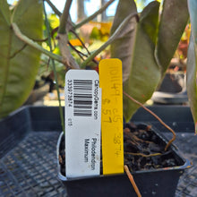 Load image into Gallery viewer, Philodendron Maximum , Exact Plant Ships Nationwide
