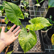 Load image into Gallery viewer, Alocasia Gageana Aurea, Exact Plant Variegated
