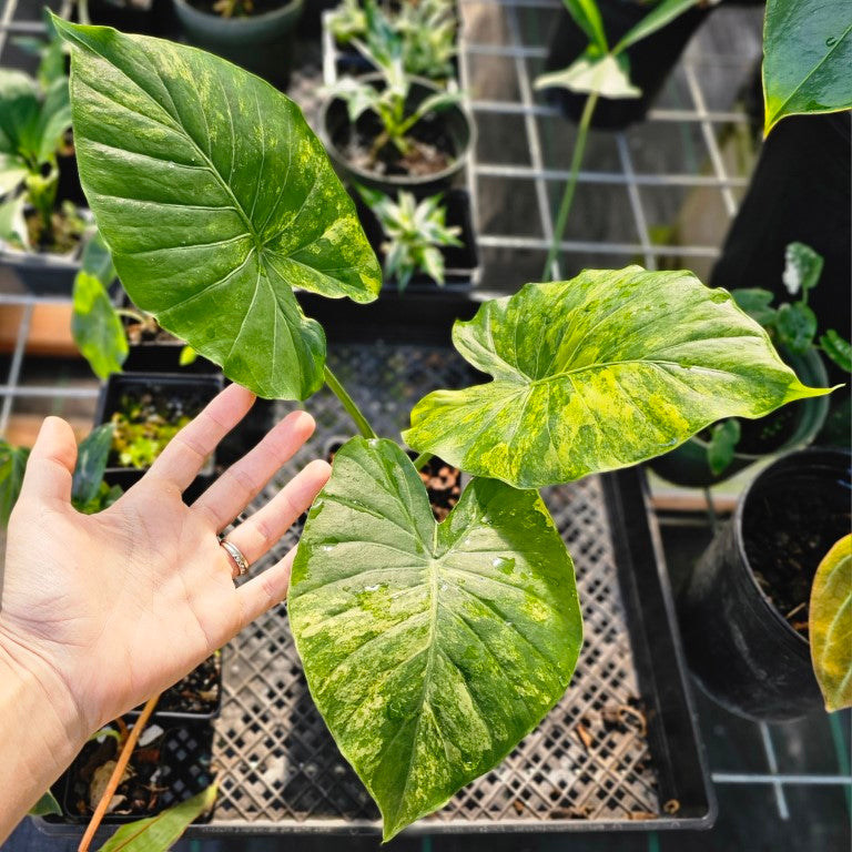 Alocasia Gageana Aurea, Exact Plant Variegated