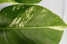 Load image into Gallery viewer, Variegated Monstera Borsigiana Albo, double plant, Exact Plant
