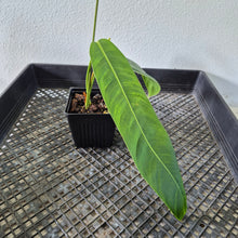 Load image into Gallery viewer, Philodendron Patriciae exact plant, Fedex 2day*
