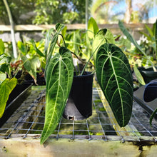 Load image into Gallery viewer, Anthurium Warocqueanum, Queen, Exact Plant
