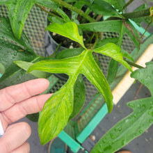 Load image into Gallery viewer, Philodendron Quercifolium x Pedatum, Exact Plant Ships Nationwide
